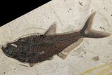 Wide Green River Fossil Fish Mural With Huge Diplomystus #189305-1